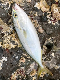 コゾクラの釣果