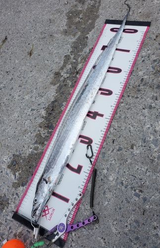 タチウオの釣果