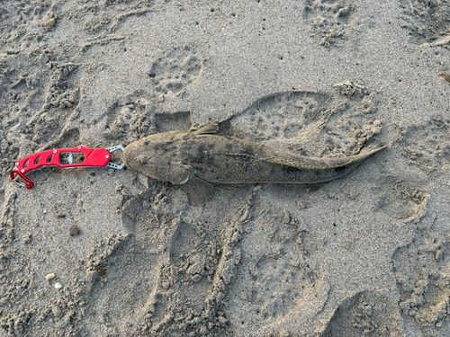 マゴチの釣果