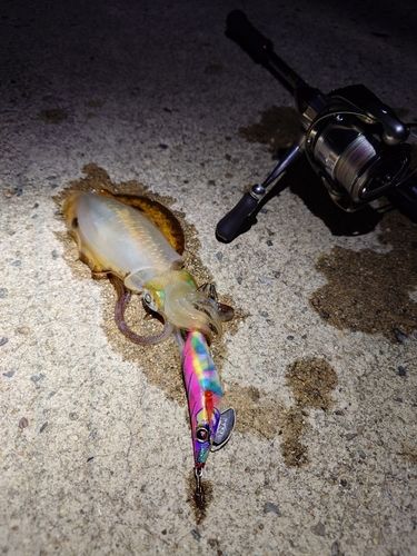 アオリイカの釣果