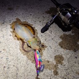 アオリイカ
