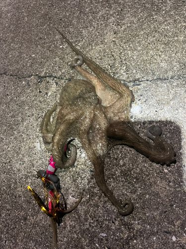 タコの釣果