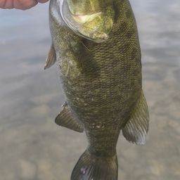 スモールマウスバス