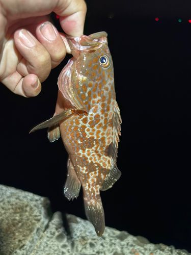 キジハタの釣果