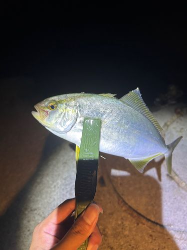 ショゴの釣果