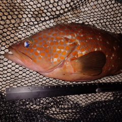 キジハタの釣果