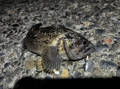 クロソイの釣果