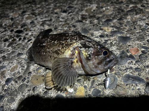 クロソイの釣果