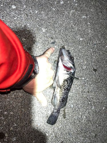 クロソイの釣果