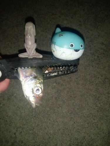 マアジの釣果