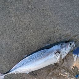 ヒラソウダ