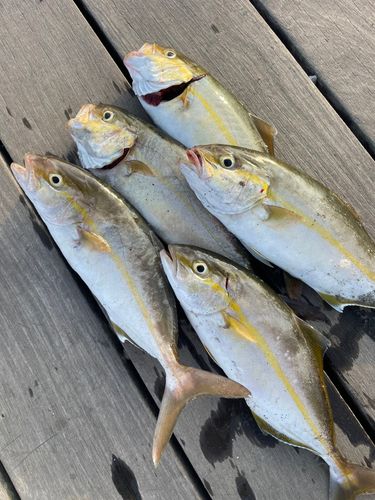ショゴの釣果