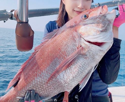 マダイの釣果