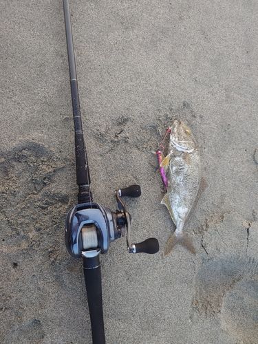 釣果