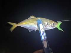 マアジの釣果