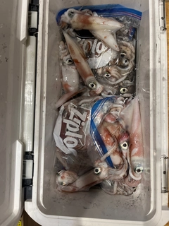 ケンサキイカの釣果
