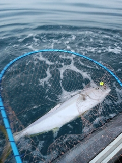 ヒラマサの釣果