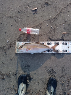カンパチの釣果