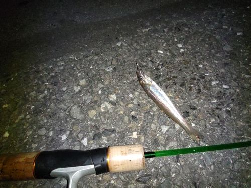 シロギスの釣果