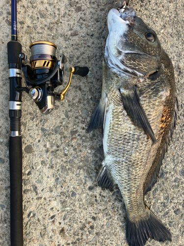 スズキの釣果