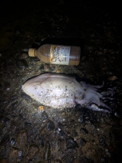 コウイカの釣果