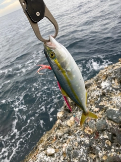 コゾクラの釣果