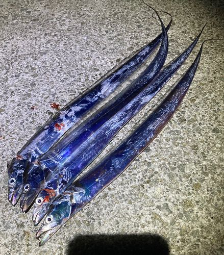 タチウオの釣果