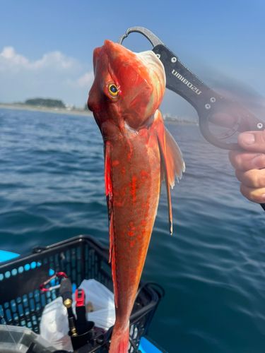 ホウボウの釣果