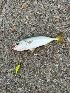 ツバスの釣果