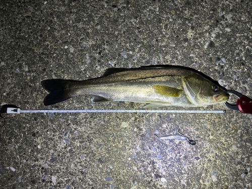 シーバスの釣果