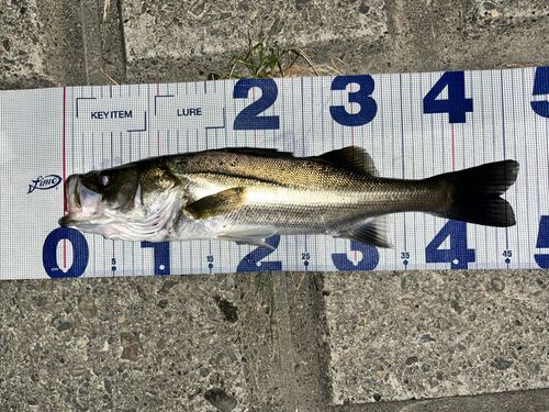 シーバスの釣果