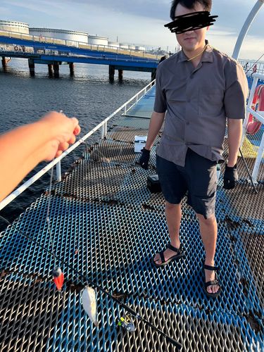 シロギスの釣果
