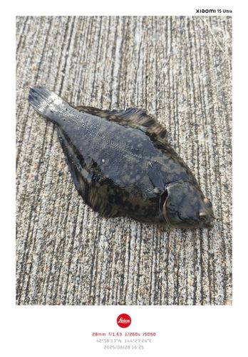 ヒラメの釣果