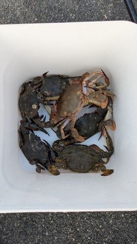 ワタリガニの釣果
