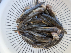 マハゼの釣果