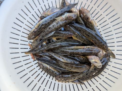 マハゼの釣果