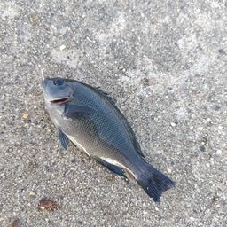 グレ