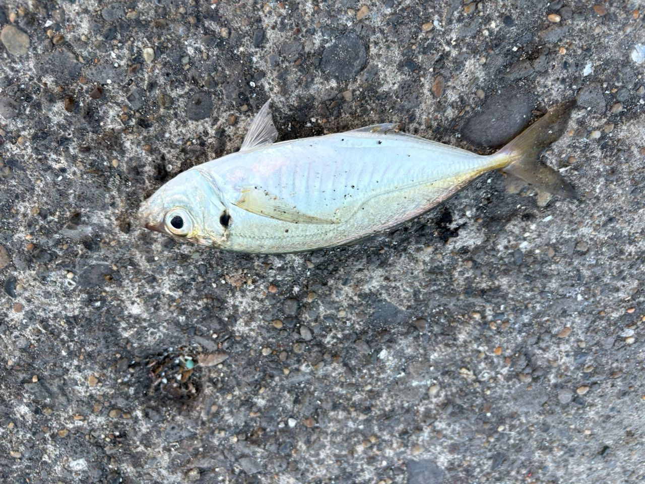 アジ