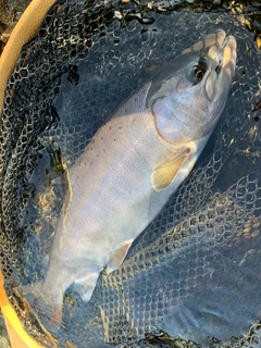 ヤマメの釣果
