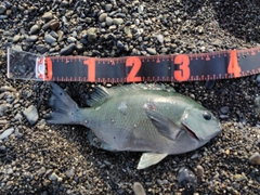 グレの釣果