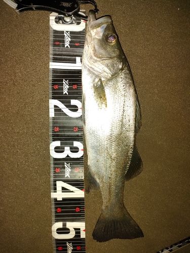 ヒラスズキの釣果
