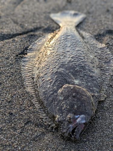 ソゲの釣果