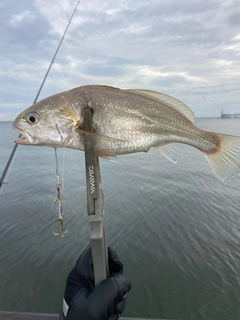 イシモチの釣果