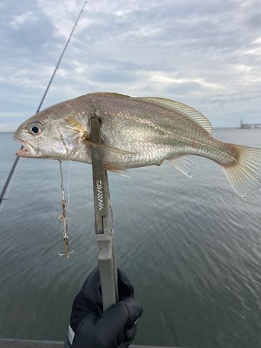 イシモチの釣果