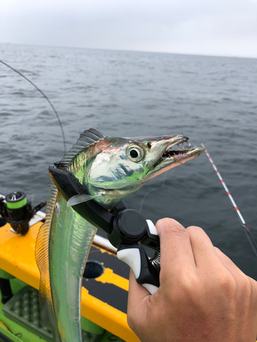 タチウオの釣果