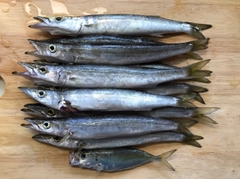カマスの釣果