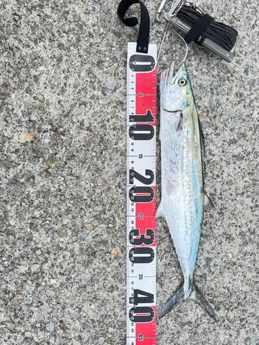 サゴシの釣果