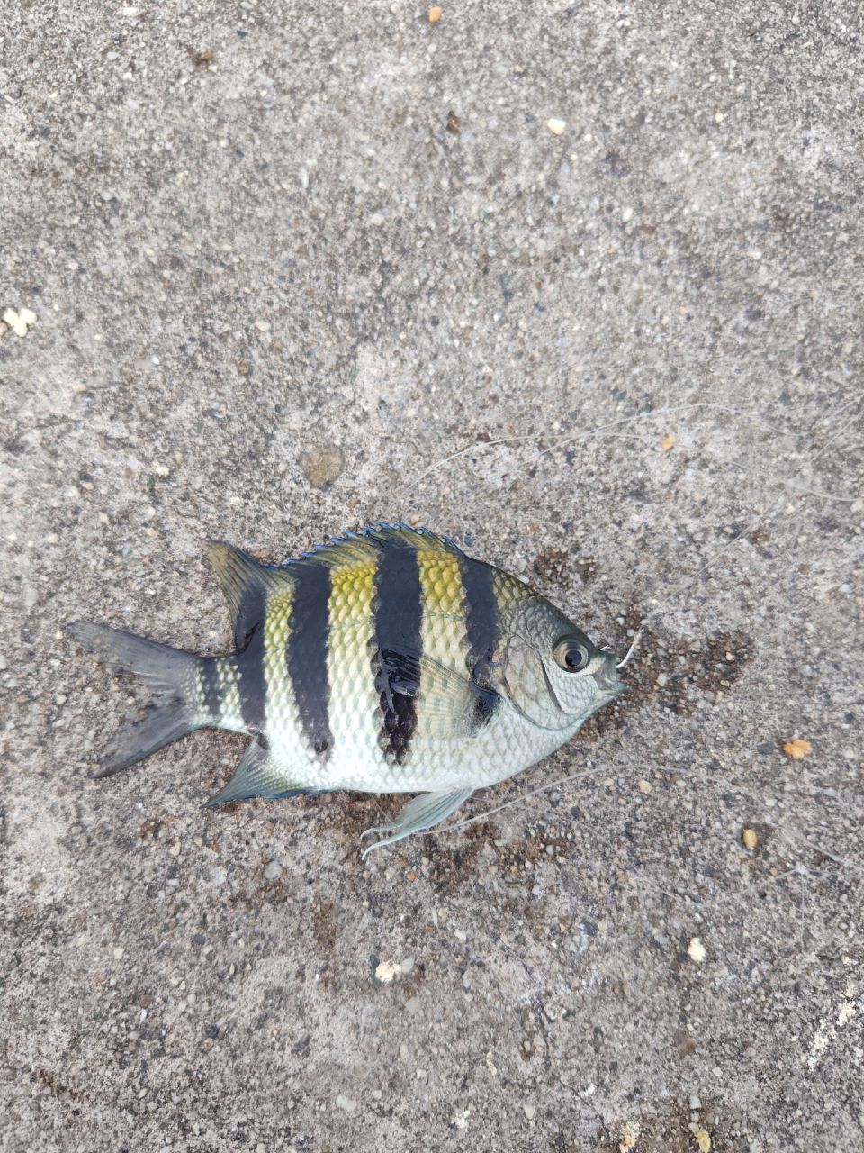 オヤビッチャ