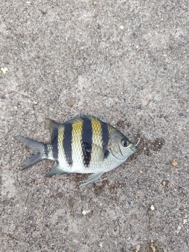 オヤビッチャの釣果