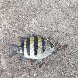 オヤビッチャ